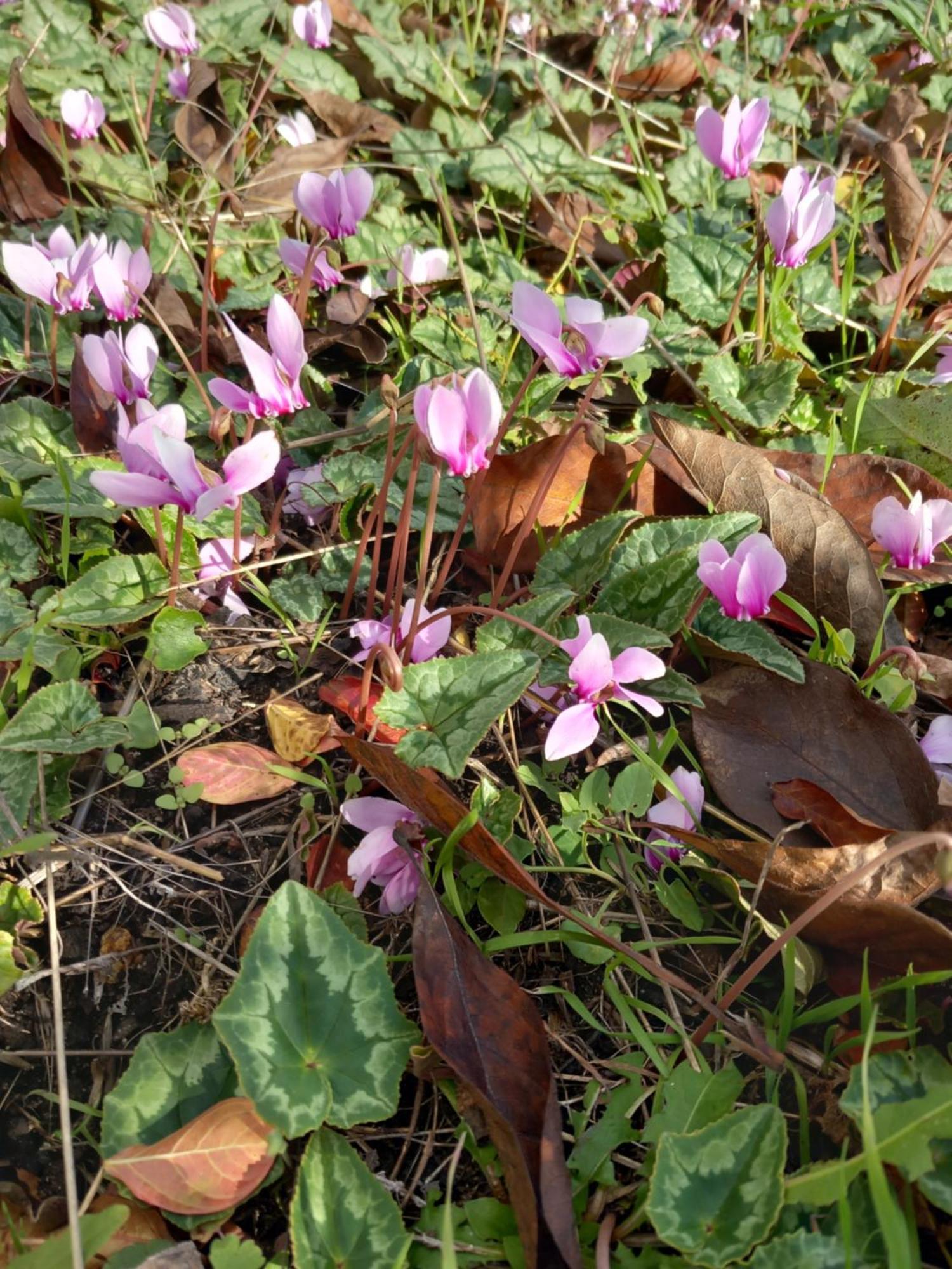 코스네쉬르로아르 Les Cyclamens 1 아파트 외부 사진